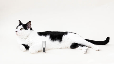 Black and white cat laying down net to a black, liquid eye shadow container